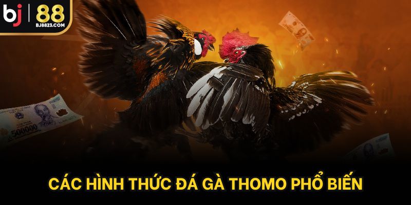 Các hình thức đá gà thomo phổ biến