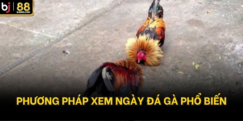 Phương pháp xem ngày đá gà phổ biến