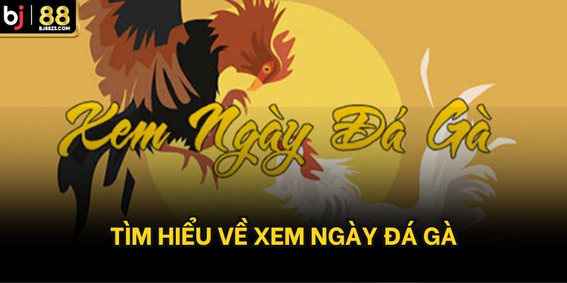 Tìm hiểu về xem ngày đá gà